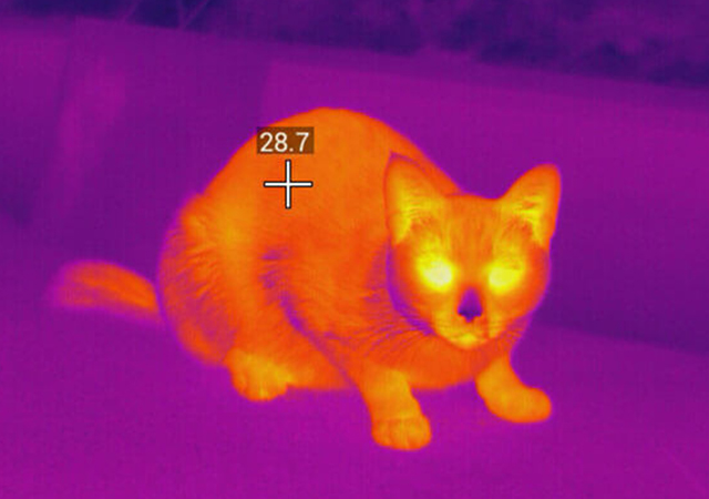 Infrared Thermal Imaging in Veterinary Medicine