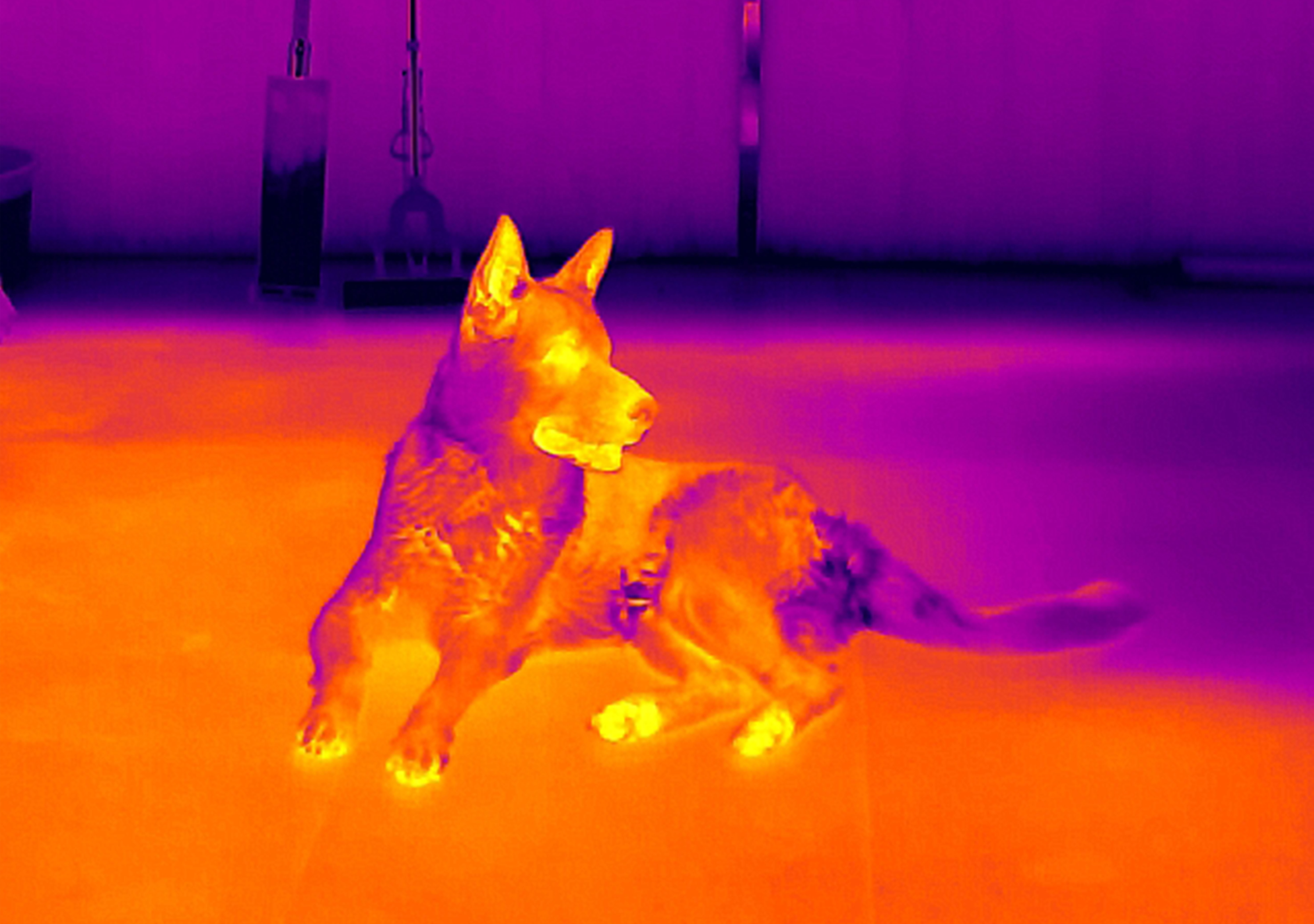 How Thermal Imaging is Transforming Veterinary Care